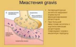 Антитела к ацетилхолиновому рецептору